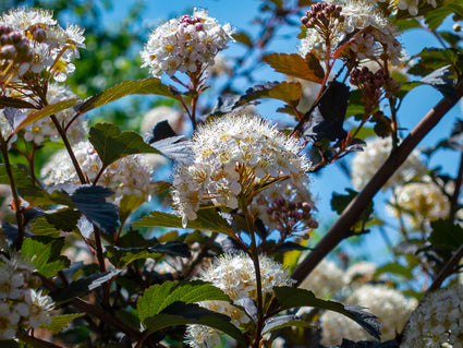 Blaasspirea - Physocarpus opulifolius 'Diabolo' Hoogstam