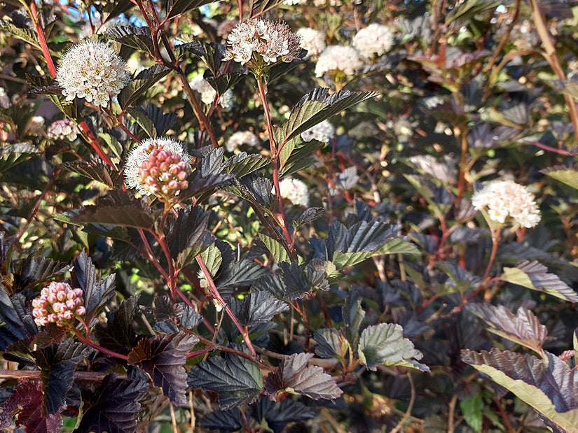 Blaasspirea - Physocarpus opulifolius 'Diabolo' in bloei