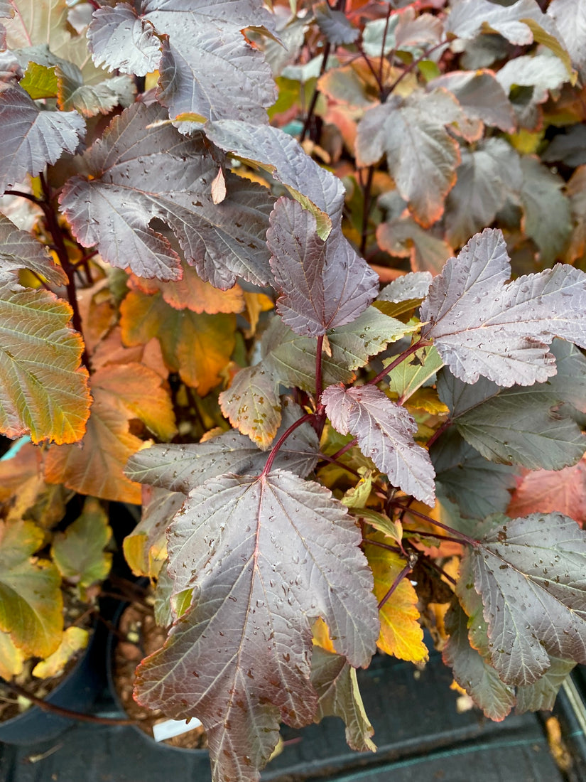 Blaasspirea - Physocarpus opulifolius 'Diabolo' (herfst)