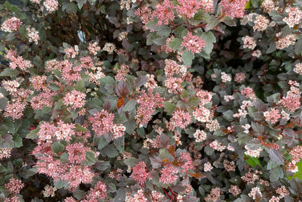 Physocarpus opulifolius 'Little Joker' in bloei