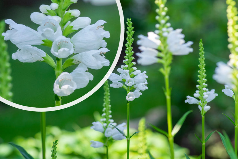 Scharnierbloem - Physostegia virginiana 'Alba'