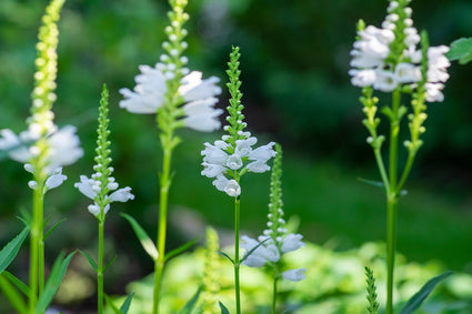 Scharnierbloem - Physostegia virginiana 'Alba' in bloei