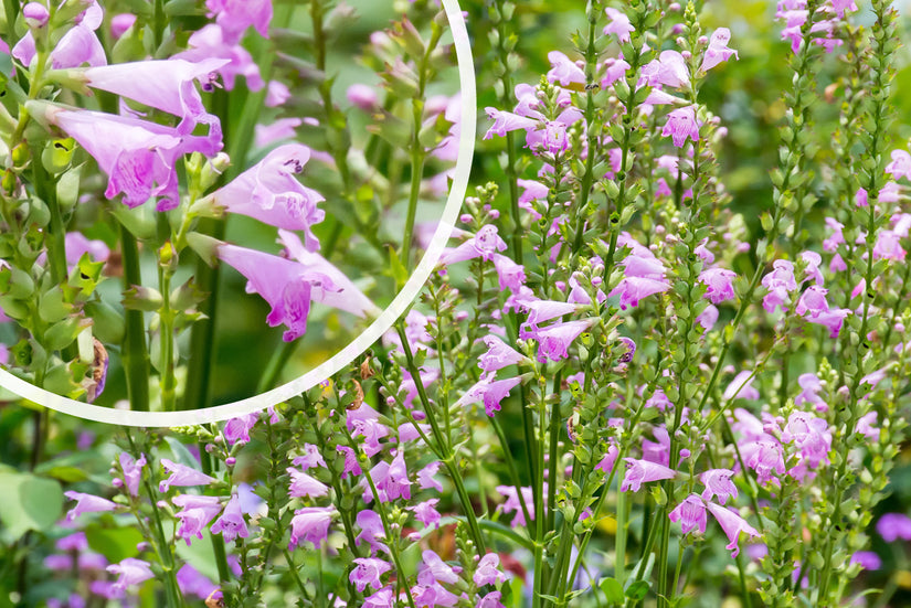 Scharnierbloem - Physostegia virginiana 'Rosea'