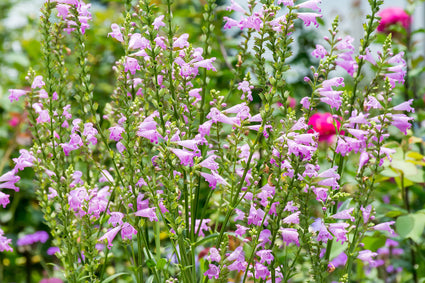 Roze bloei Scharnierbloem - Physostegia virginiana 'Rosea'