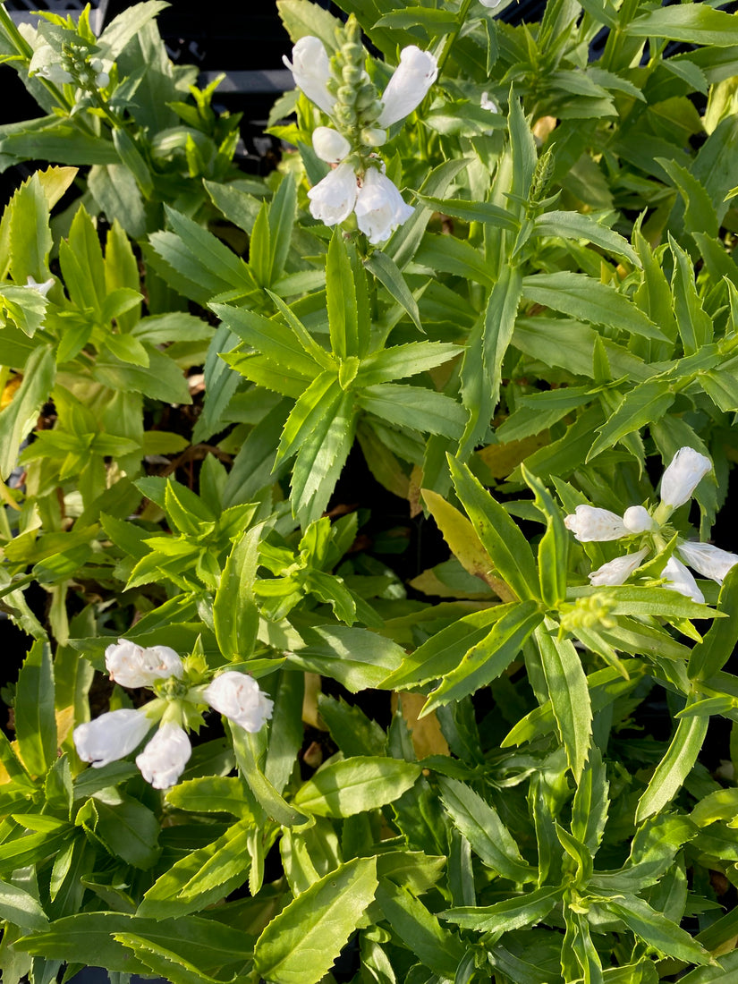 Physostegia virginiana 'Summer Snow'