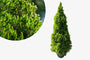 Canadese spar - Picea glauca 'Conica' - mini kerstboom