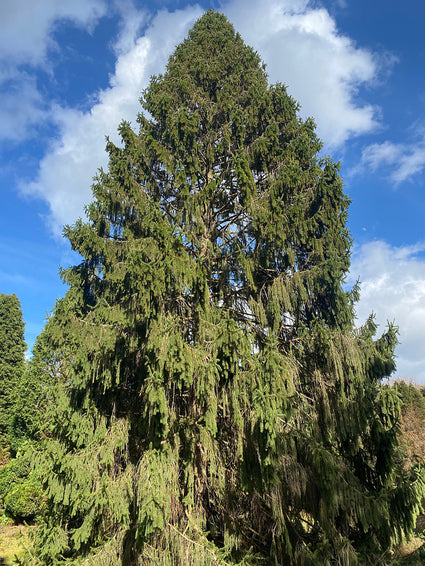 Picea engelmannii - Engelmann's spar 