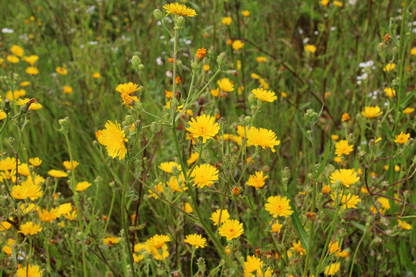 Echt bitterkruid - Picris hieracioides - Inheemse plant