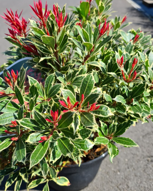 rotsheide tuinplanten pieris