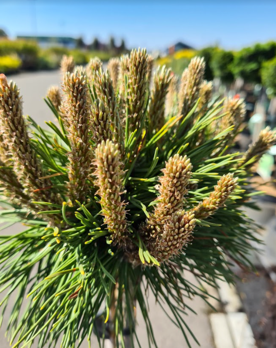 Bergden pinus