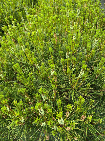 Pinus densiflora 'Alice Verkade'