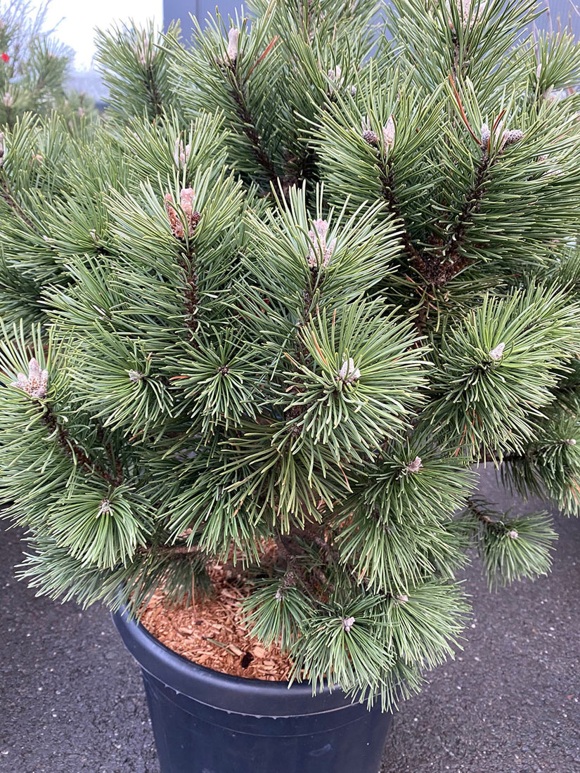 Pinus mugo 'Columbo'