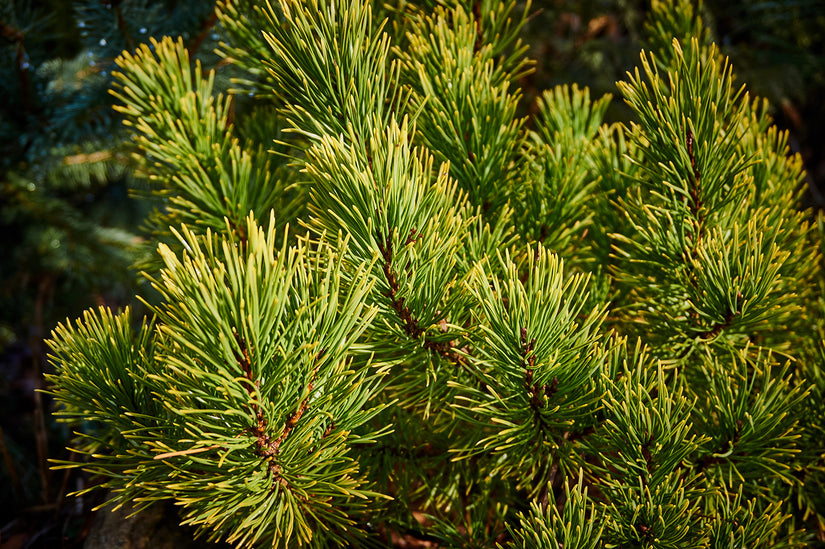 Pinus mugo 'Yellow Tip'