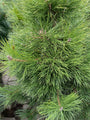 Naalden Zwarte den - Pinus nigra