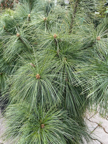 Zilver/blauwgroene naalden Dwergden - Pinus x schwerinii 'Wiethorst'