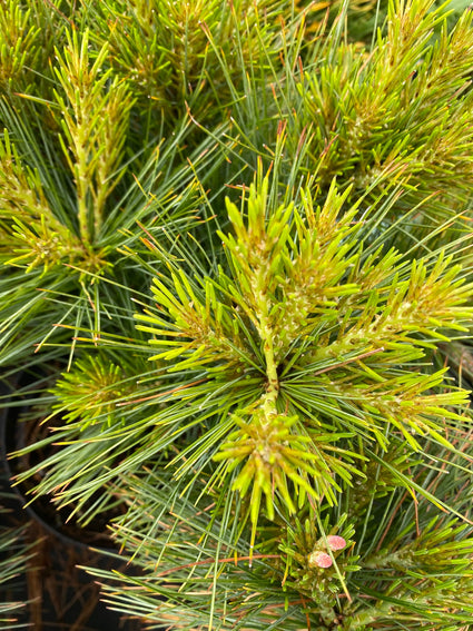 Pinus strobus 'minima'