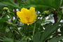 Pioenroos - Paeonia lutea 'Yellow Queen'