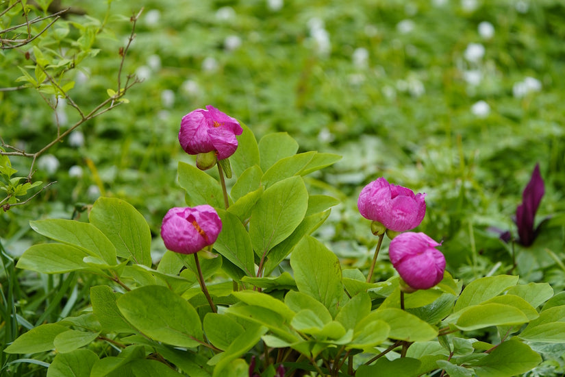 Pioen-Paeonia-mascula.jpg