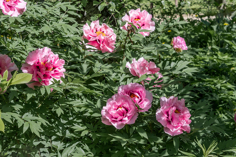 Paeonia suffruticosa in bloei