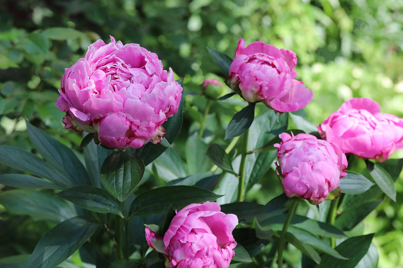 Pioenroos - Paeonia (LD) 'Dr Alexander Fleming'