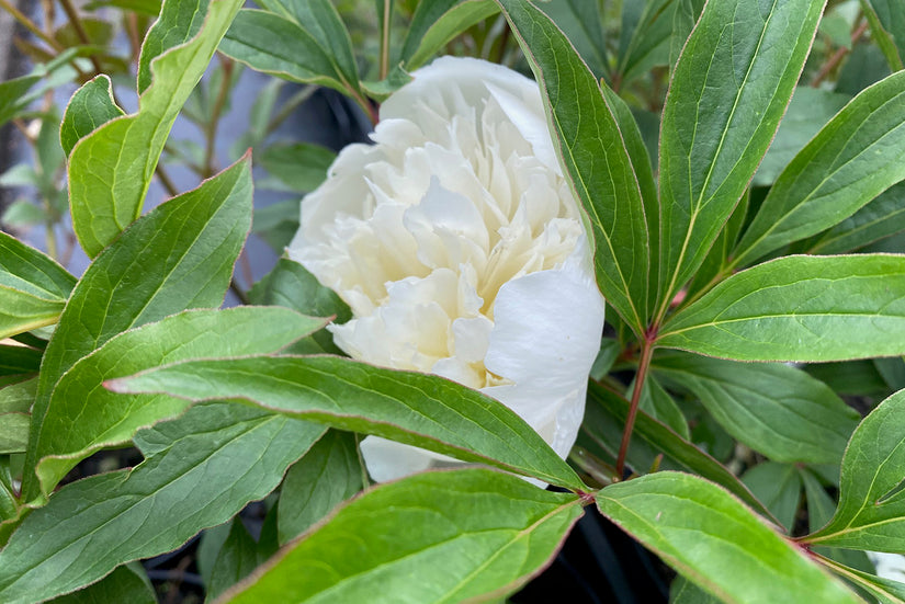 Pioenroos - Paeonia (LD) 'Duchesse de Nemours'