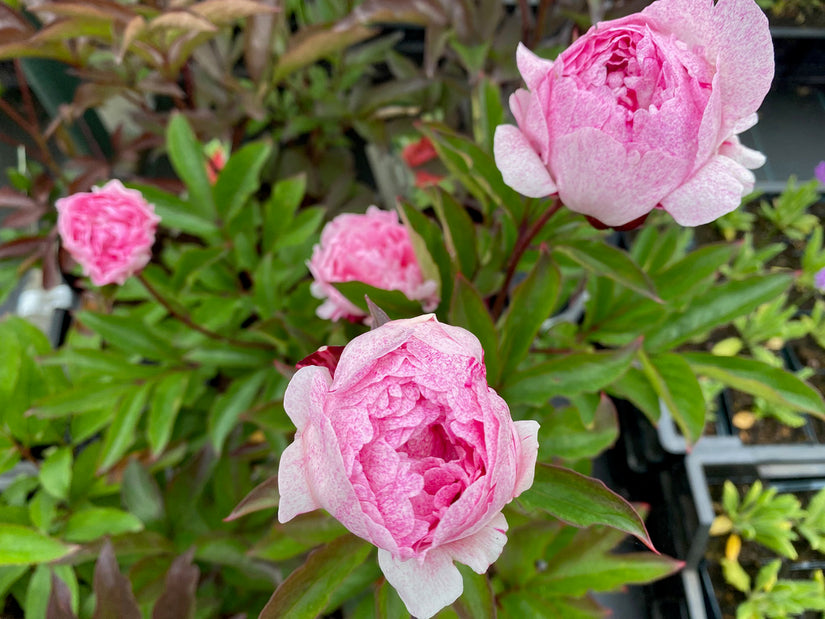 Pioenroos - Paeonia 'Peter Brand'