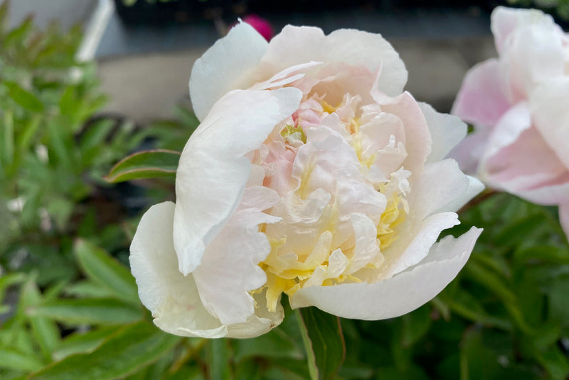 Pioenroos - Paeonia 'Top Brass'