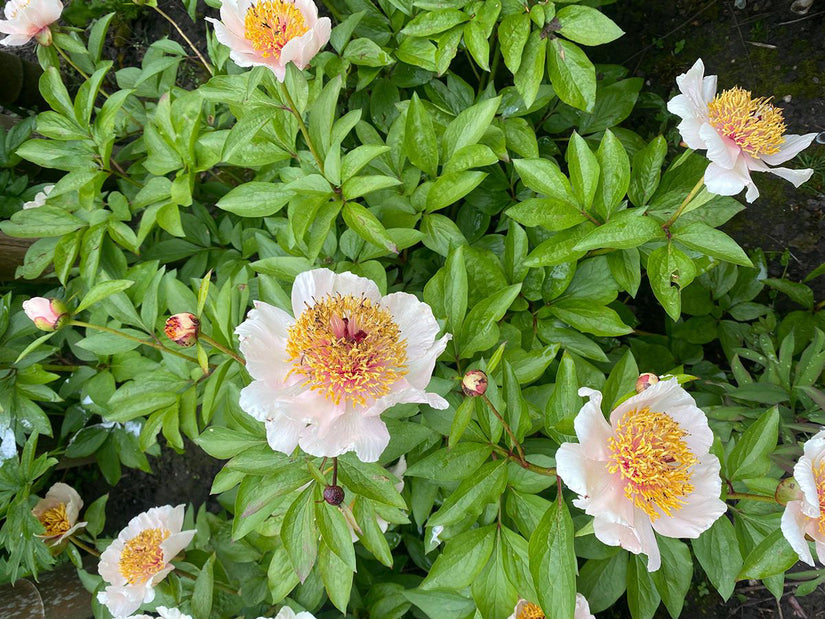 Pioenroos - Paeonia lactiflora