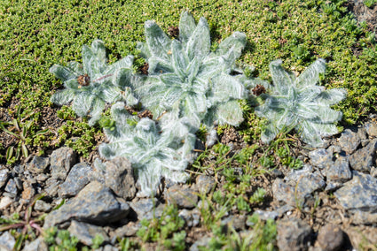 Weegbree - Plantago nivalis