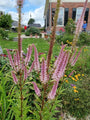 Zwarte ereprijs - Veronicastrum virginicum 'Roseum' tuinplanten