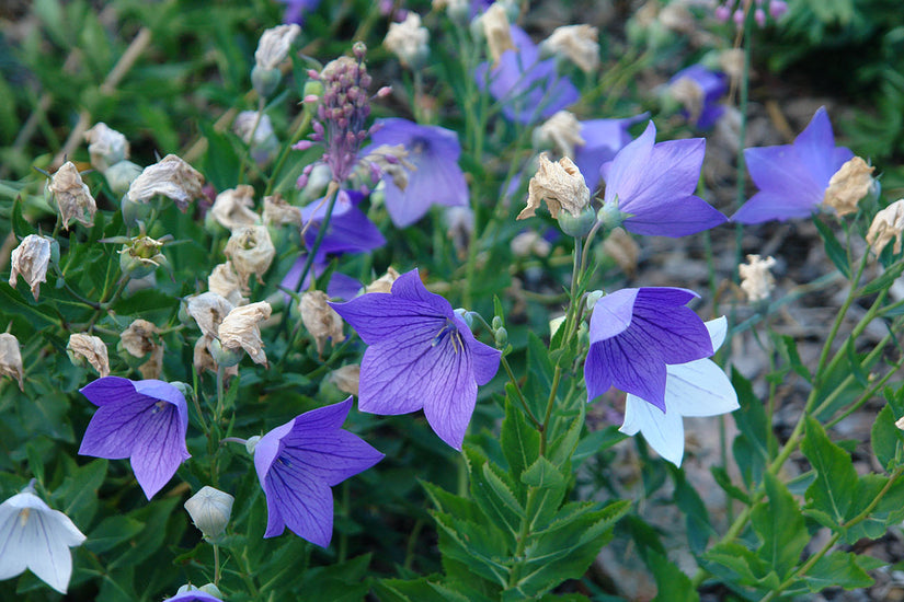 Chinese klokjesbloem - Platycodon grandiflorus 'Mariesii