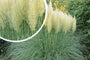 Pampasgras - Cortaderia selloana 'White Feather'