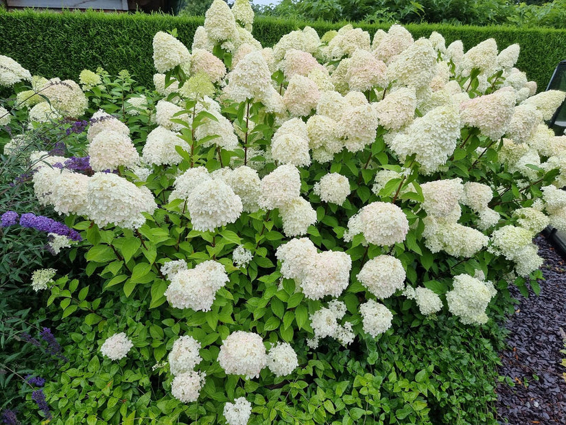 Pluimhortensia Hydrangea Paniculata