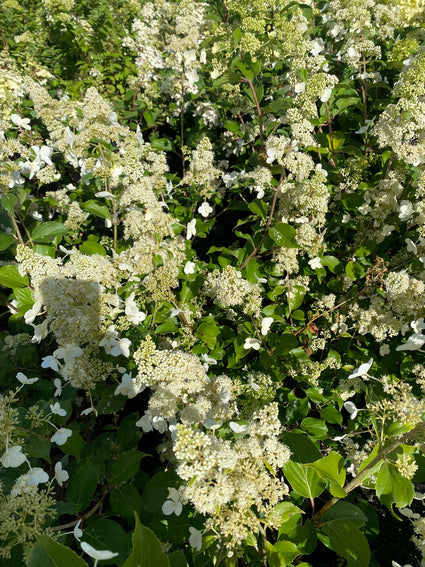 Cremewitte pluimen van de Pluimhortensia