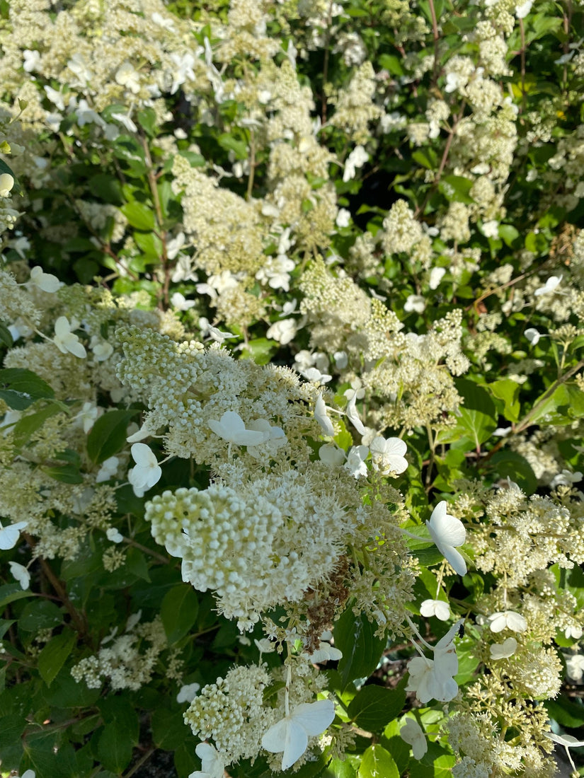 Bloempluimen Pluimhortensia - Hydrangea paniculata 'Kyushu'