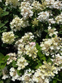 Pluimhortensia - Hydrangea paniculata 'Little Quick Fire'