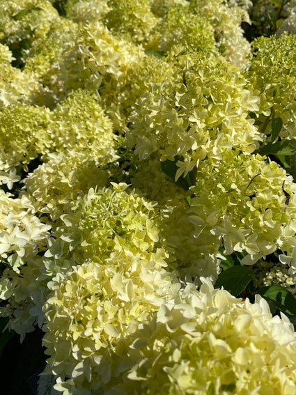 Pluimhortensia - Hydrangea paniculata 'Skyfall'