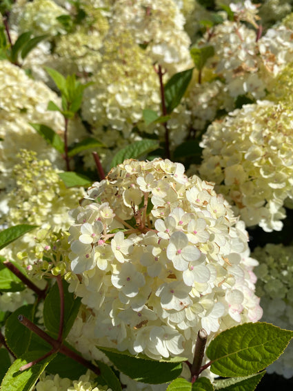 Pluimhortensia - Hydrangea paniculata 'Sundae Fraise'