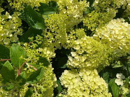 Pluimhortensia - Hydrangea paniculata 'Zilver Dollar'