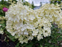 Pluimhortensia - Hydrangea paniculata 'Bobo'