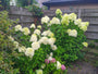 Pluimhortensia - Hydrangea paniculata