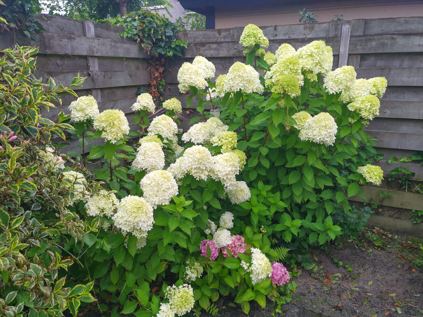 Pluimhortensia - Hydrangea paniculata