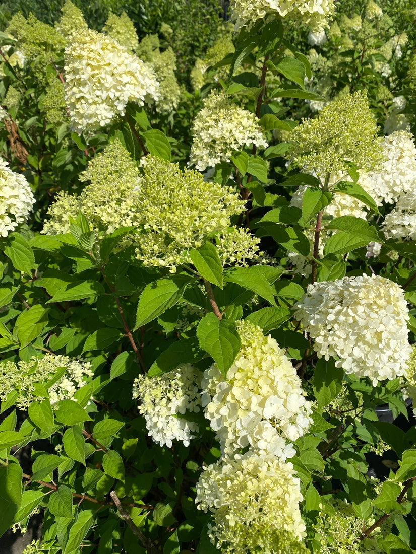 Pluimhortensia - Hydrangea paniculata 'Polar Bear'