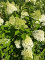 Pluimhortensia - Hydrangea paniculata 'Polar Bear'