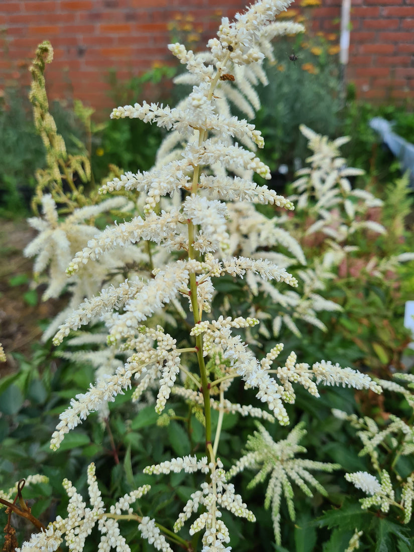 Pluimspirea - Astilbe 'wit'