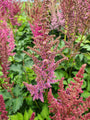 Pluimspirea - Astilbe chinensis 'Pumila' bloei juli periode 