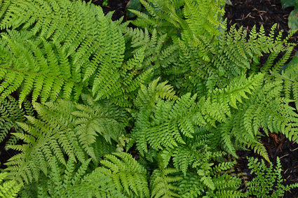 Naaldvaren - Polystichum setiferum 'Herrenhausen'