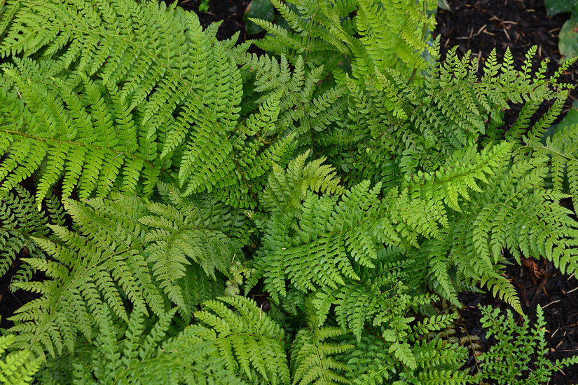 Naaldvaren - Polystichum setiferum 'Herrenhausen'