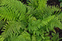 Naaldvaren - Polystichum setiferum 'Herrenhausen'