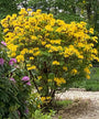 Pontische azalea - Rhododendron luteum